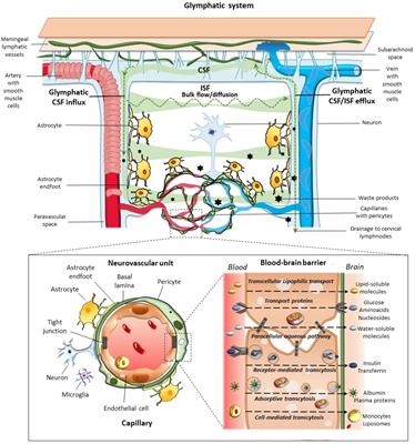 Glymphatic System as a Gateway to Connect Neurodegeneration From Periphery to CNS